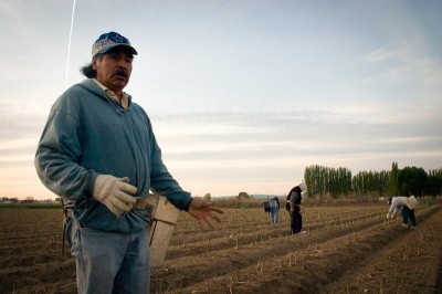 Farm laborers harvest asparagus in Eastern Washington. Many of the low-wage migrant laborers that harvest our fruits and vegetables depend on food stamp programs that are on the chopping block in the proposed version of the Farm Bill (Photo by Alex Stonehill)