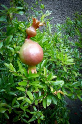 Proof positive that you can grow pomegranates in Seattle. (Photo by Alma Khasawnih)