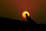 Hydrabad Pigeon by Raja Singh