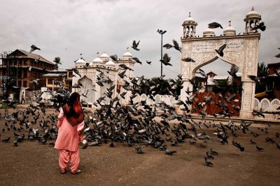 Pigeons in Sringar, India. Training homing pigeons is a popular pastime around the world and is practiced by celebrities like Mike Tyson and Queen Elizabeth. (Photo from Flickr by Tanya May)