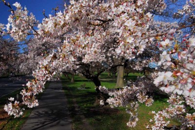 Cherry blossoms, like these in Hagley Park, are another familiar sight Seattleites will discover in Christchurch. (Photo courtesy Christchurch City Council)