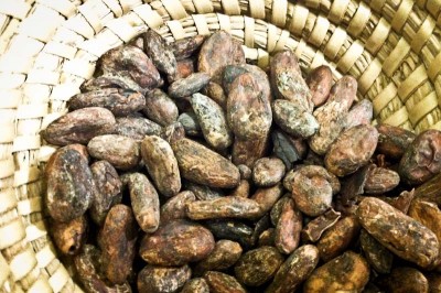 Raw cacao beans. (Photo by Sarah Stuteville)
