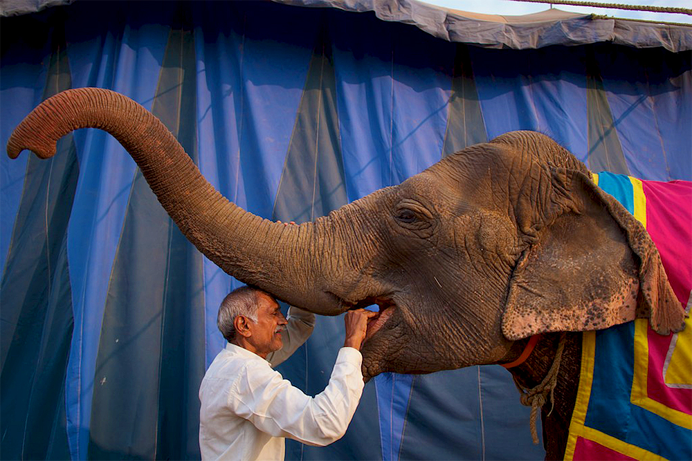 A man feeds an elephant outside the circus tent.
