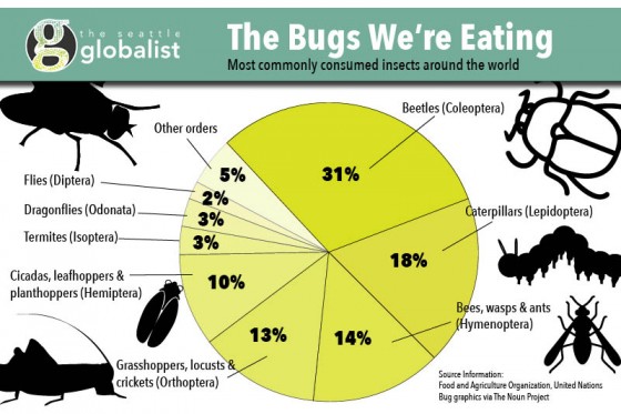 Bugs Infographic by Sara Stogner