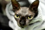 Catvention_ Thumb