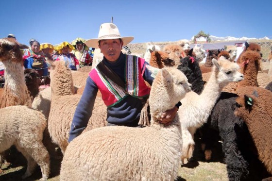 A Heifer International recipient, with alpacas, in Ocangate Upis, Peru. (Photo Katia Megarejo / Heifer Peru)