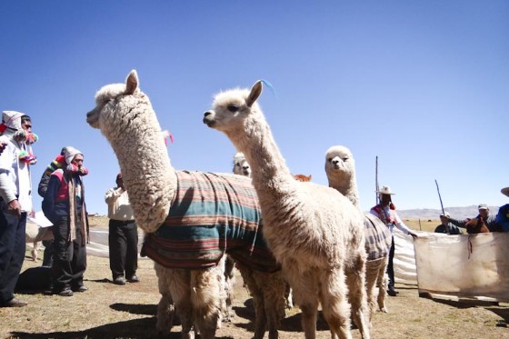 Alpacas: the cutest way to alleviate poverty in Peru. (Photo courtesy Heifer International)
