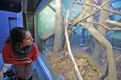 Lakeside senior and Woodland Park Zoo volunteer Sharanya Sarathy observes sloths at the zoo. “They’re really bizarre and really cute at the same time,” she says. (Photo by Greg Gilbert / The Seattle Times)