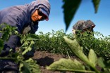 ha_farmwsot46436 farmworker