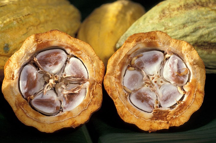 Cocoa beans in a cocoa pod. These are harvested to eventually make chocolate. (Photo via Agricultural Research Service)