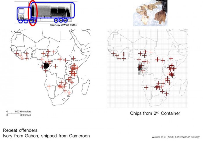 Geographic origin assignments of ivory from tusks seized in Hong Kong Seizure and chips remaining in a container discovered on its return to Cameroon traced both samples to forest elephant populations in Southeast Gabon. (Image courtesy UW CCB)