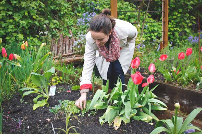 Celia Payen checks on her freshly sprouted radishes, flanked by tulips on her left and a cardoon plant on her right. (Photo by Irina Vodonos)