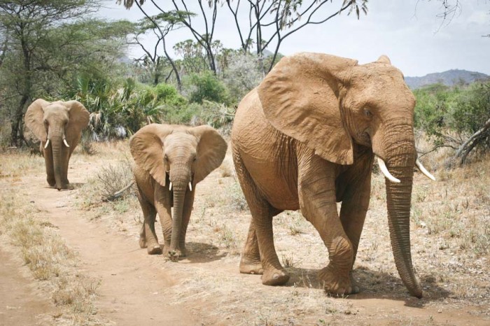 Protected African elephants at Samburu National Reserve in Kenya. (Photo by Alex Stonehill)