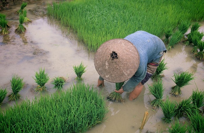 A woman tends to a rice paddy in Laos. (Photo by Naomi Deguid)