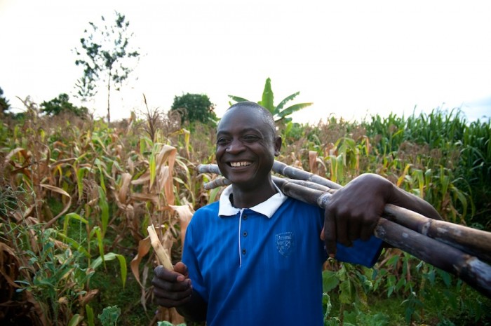 A man in the Nyanza province of Kenya chews on sugarcane, an indigenous crop that is less visible since the promotion of AGRA hybrid crops throughout Africa. (Photo by Anna Goren)