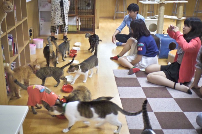 Customers mingle with cats in a Japanese cat café. (Photo courtesy of Hailey Guo)