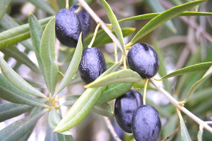 Black olives ripening in Spain (Photo from Wikipedia)