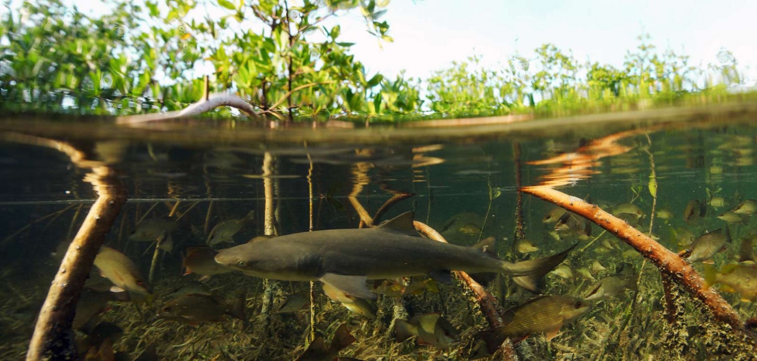 mangrove ecosystems The loss of farmland and the threat of coastal flooding make it more important than ever to restore the mangrove ecosystem, which provides a natural barrier against the sea and rich biodiversity that directly sustains the livelihoods of 200,000 people. mangrove ecosystems The loss of farmland and the threat of coastal flooding make it more important than ever to restore the mangrove ecosystem, which provides a natural barrier against the sea and rich biodiversity that directly sustains the livelihoods of 200,000 people.