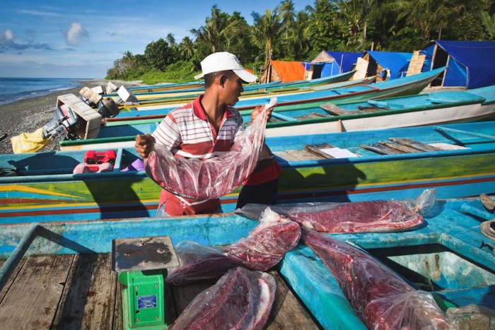 Tuna loins are offloaded at Waepure, one of the Indonesian fishing villages that's formed a Fair Trade Fishing Association. (Photo by Paul Hilton / Fair Trade USA)