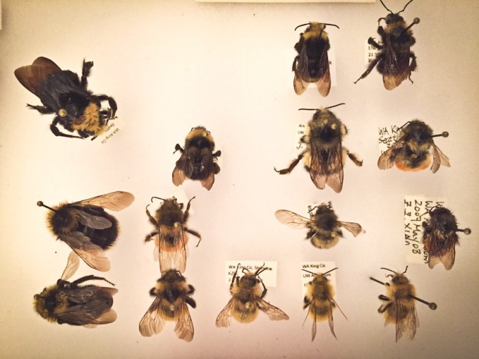 Native species of bees on display at a scientific illustration class hosted by Common Acre in March. (Courtesy photo)
