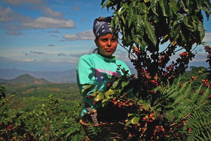 A woman picks coffee on the slopes of the Rainforest Alliance Certified cooperative Ciudad Barrios in El Salvador. Fair trade and other certifications work well, but innovators are looking at other ways to help coffee farmers avoid poverty. (Photo by Robert Goodier)
