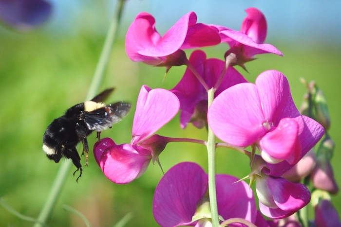 Bombus vosnesenskii (the yellow-faced bumble bee), on a wild pea plant, photographed by Common Acre volunteers surveying native bee habitats at the Sea-Tac airport last summer. (Courtesy photo)