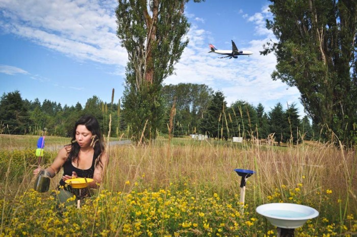 Ashley Powell, Common Acre staff member, surveys wild bee populations at the Sea-Tac Airport last summer. (Courtesy photo)