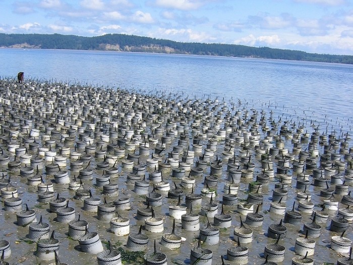 An example of a geoduck aquaculture plot. (Photo from Wikimedia Commons)