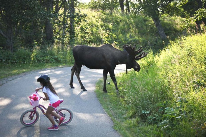 A moose on the bike trail in Kincaid Park, Anchorage.  The small city of about 300,000 people defies expectation as one of the most diverse in the nation, driven by large populations of immigrants and refugees, as well as Native Americans.  (Photo by Alex Stonehill.)