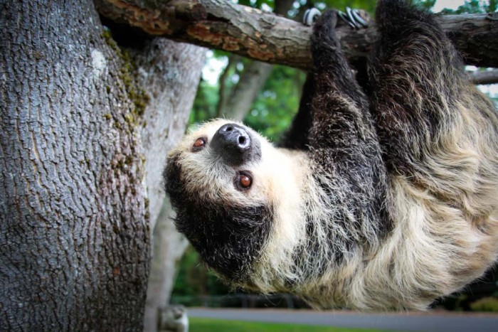 Siesta the sloth is one of the celebrities in the Point Defiance Zoo's species ambassador program, where she's carried around the zoo grounds with a staff member and gets to meet visitors face to face. (courtesy photo)