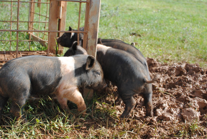 Cinta Senese pigs at the Spannocchia Foundation’s organic research farm in Italy. (Photo by Anna Goren.)