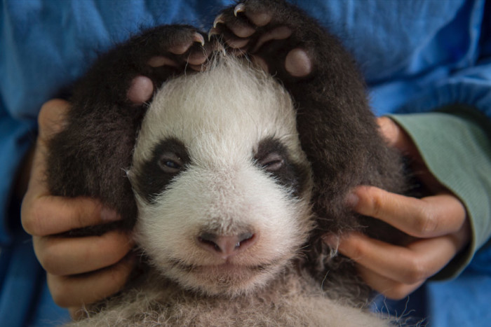 Getting pandas to mate in capitvity, and then releasing babies that will thrive in the wild isn't easy, Vitale found out. (Courtesy photo by Ami Vitale)
