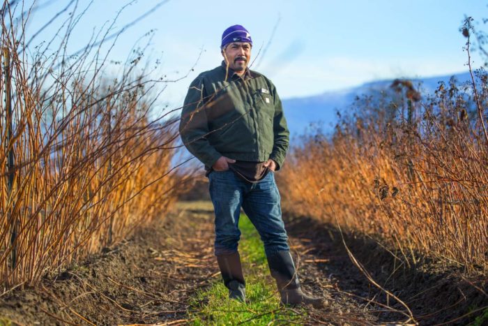 Mauricio Soto who owns Arado Farms, grows raspberries on land he leases from Viva Farms along Highway 20 in the Skagit Valley. (Photo by Mike Siegal / The Seattle Times)